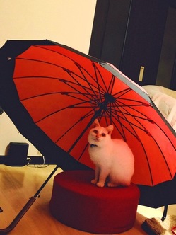 奇形免疫不全の保護猫に幸せを のトップ画像