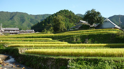 美しい棚田を未来の子どもたちに引き継ぐため15年の実践を本に！ のトップ画像