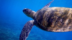 ダイバーによる海中ゴミ拾い！〜海の魅力をたくさんの人に伝えたい〜 のトップ画像