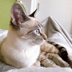 猫伝染性腹膜炎（FIP）投薬治療のためのご支援お願いします。 のトップ画像