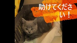 猫伝染性腹膜炎(FIP)に罹患したシェリーを助けてください！ のトップ画像
