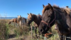 北海道の在来馬であるドサンコの保存活動を続けたい のトップ画像