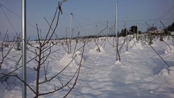 秋田県横手市産りんごを全国の皆さん食べていただきたい！ のトップ画像