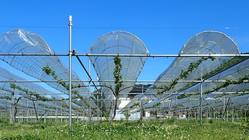 夢は故郷でワイナリー！ ワイン用ブドウの栽培拡大に向けて！　 のトップ画像