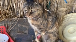 腎臓が悪く足に大怪我を負ったこの子を助けてください！ のトップ画像