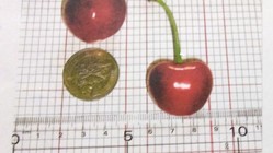 山形市やがすわの百姓、伊藤清毅の地球温暖化より「桜桃」を守る活動 のトップ画像