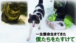 譲渡会のおしらせ