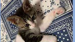 Leo(4ヶ月）【動脈管開存症の手術費用】ご支援をお願い致します のトップ画像