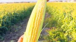 採れたて新鮮をお届け！！野菜ソムリエの育てた究極のスイートコーン のトップ画像