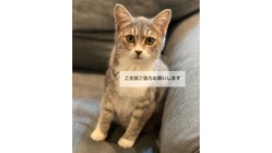 【FIP】猫伝染性腹膜炎の治療費、ご支援ご協力のお願い のトップ画像