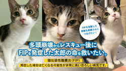多頭飼育崩壊からレスキュー後にFIP発症した太郎の命を救いたい!! のトップ画像