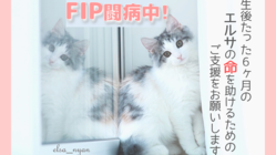 猫伝染性腹膜炎（FIP）と闘うエルサに✦耀く未来✦を届けたい☆ミ