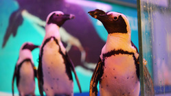 創業15年のペンギンバー沖縄/東京のペンギンを救ってほしい。