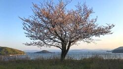 小豆島の未来を支える子供たちに、島が描かれた絵を残したい。  のトップ画像