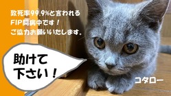 猫伝染性腹膜炎(FIP)を発症した子猫コタローをどうか助けて下さい