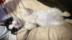 猫伝染性腹膜炎（FIP）の治療にご支援ご協力よろしくお願いします のトップ画像