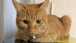 このままでは1歳まで生きれません！助けてください！心臓病の愛猫紬 のトップ画像