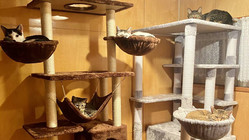 新たな里親様を待つ保護猫たちの為に！楽しく快適な保護施設を作りたい のトップ画像