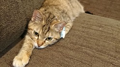 【致死率99％超】ＦＩＰ（猫伝染性腹膜炎）治療のため助けてください のトップ画像