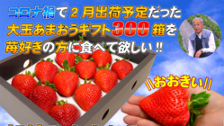 【おまけ付】コロナ禍で2月出荷予定だった大玉あまおうギフト300箱 のトップ画像