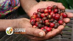 【SDGs】貧困に苦しむコーヒー生産者の生活を支援したい！ のトップ画像