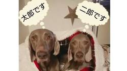 保護犬太郎二郎の保護費のお願い<(_ _)> のトップ画像