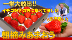 【おまけ付】コロナ禍で3月出荷予定だった大玉あまおうギフト３００箱 のトップ画像
