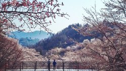 桜守-はなさかりゅうじい亡き後　陸郷の山桜を守りたい のトップ画像