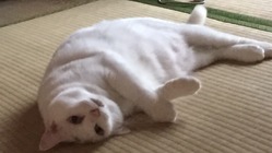 肥大型心筋症で頑張っている愛猫を助けてください のトップ画像