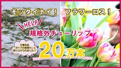 雪害に苦しむチューリップ農家さんを助けたい！ のトップ画像