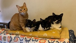 コロナに負けるな！保護猫カフェを存続させたい！ のトップ画像