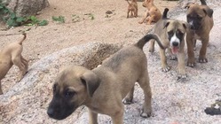 タオ島に暮らす野良犬たちを救いたい！