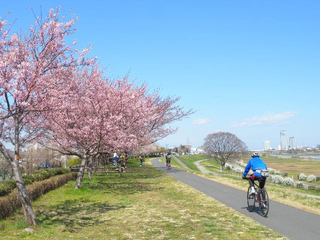 60年間枝が伸び放題の30本の桜を剪定！二子玉川の桜を残したい！