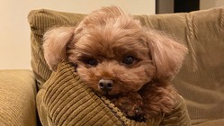 脳炎・水頭症・骨髄空洞症とたたかうセナくんにご支援をお願い致します のトップ画像