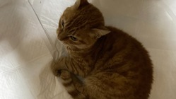 猫を保護しました。医療費のご支援、ご協力よろしくお願いします。 のトップ画像