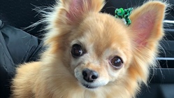 【お願い】りつを元気に！僧帽弁閉鎖不全症手術費のご協力お願いします のトップ画像