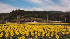 特産品「わけひまわりオイル」製造販売プロジェクト　 のトップ画像