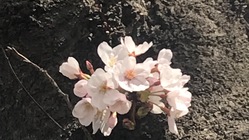 ピンポンDJ のトップ画像