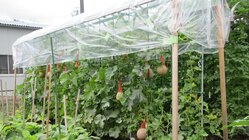 野菜、果物の雨よけ用、トンネル支柱（1本足）を使用して頂きたい。 のトップ画像