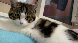 【再チャレンジ】猫伝染性腹膜炎（FIP）治療ご支援のお願い のトップ画像