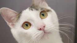 余命2か月・・・心臓病の保護猫「ふたば」を救いたい。 のトップ画像