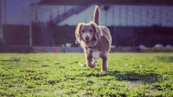 保護犬の一時預かりもするショップを作りたい のトップ画像