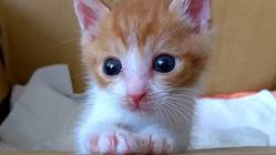 難病と闘う生後7ヶ月の保護猫「茶々丸」を助けてください！ のトップ画像