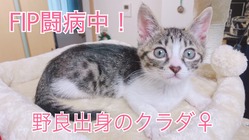 保護猫の猫伝染性腹膜炎（FIP）投薬治療を助けてください！ のトップ画像