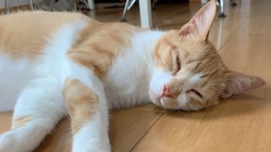 3歳で難病FIPを発症、治療費のご支援をお願いいたします のトップ画像