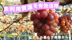 赤磐産果物が変身！未利用資源を除菌ウエットティッシュの原材料に のトップ画像