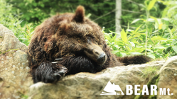 ベア・マウンテン｜自然に近い環境でエゾヒグマを守り続けていくために のトップ画像
