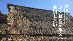 滋賀県、湖北地域の伝統建築。ヨシ葺き屋根を修復したい！
