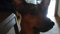 保護犬の小さな命の治療費にご支援 ご協力をお願い致します のトップ画像