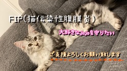 致死率99.9%FIPに感染した愛猫にご支援お願い致します。 のトップ画像